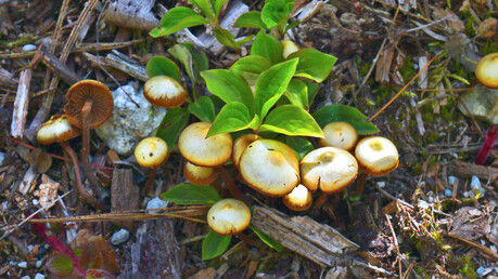 潮濕的樹林地面長有類似可食用之針葉樹叢野菇 Conifer Tuft。