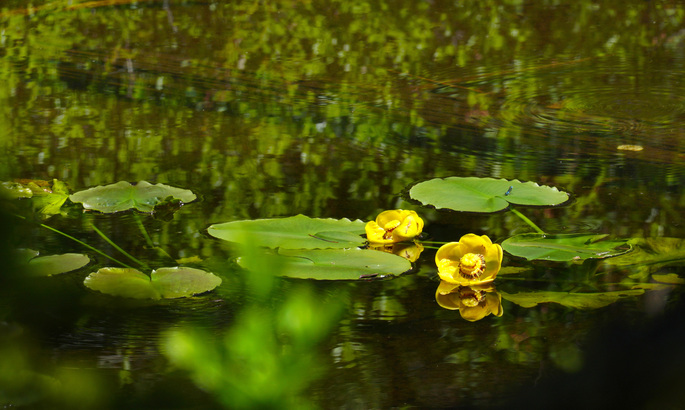 洛磯山池塘百合（Rocky Mountain Pond Lily）只生長在高山上的湖水之中。