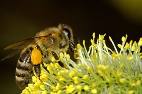 蜜蜂 (Honeybee) 平時不會主動攻擊人，因為牠們在蟄人後自己也會死去。