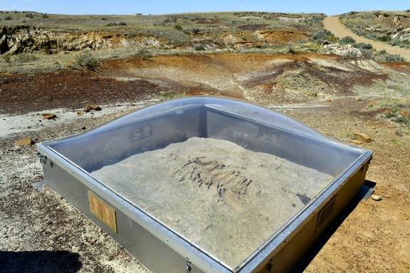 Dinosaur Provincial Park 的恐龍「玻璃棺材」。