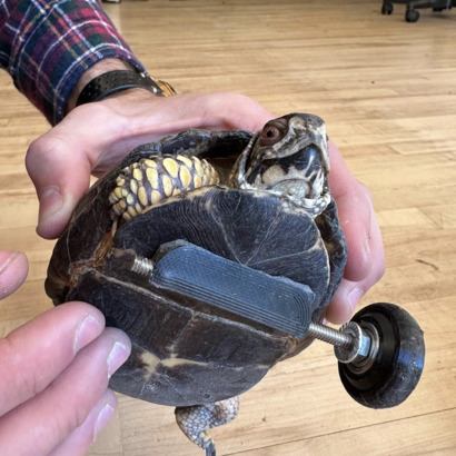 就連沒有腳的烏龜都能裝上輪子，小烏龜會不會爬得比白兔更快呢？(Photo from 3DPets Instagram)
