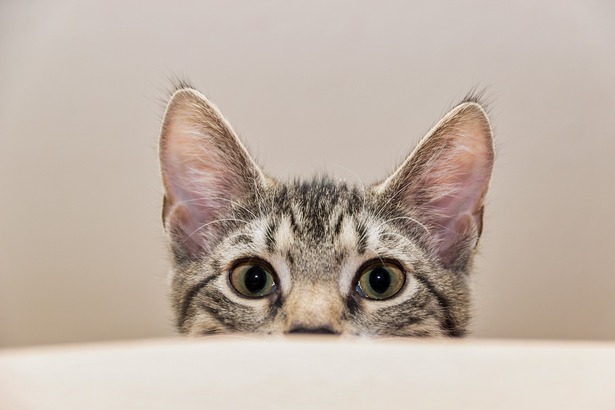 此項研究的標題是「Is There Human DNA on Cats?」（貓身上有人類 DNA 嗎？）由澳洲 Flinders University 法醫研究人員 Heidi Monkman 和 Mariya Goray，以及法醫科學家 Roland van Oorschot 合作進行，終於認定了貓貓也可以成為破案的功臣，不讓狗狗專美。(Photo from Pixabay)