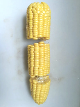先將玉米用手折成兩至三段。