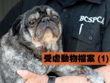 加拿大中文電台愛護動物週前奏 - 受虐動物檔案 (1)