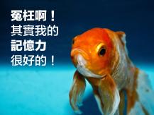 Goldfish 科學迷思大破解！金魚的記憶力「鰭」實不僅 3 秒？