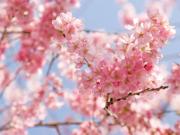 Cherry Blossom Festival 溫哥華賞櫻推介
