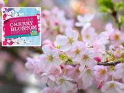 Cherry Blossom Festival 溫哥華賞櫻活動一覽 大部份免費！