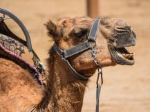 Camel 中東駱駝選美 此等佳麗還是打了 Botox 的？
