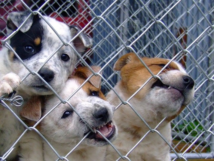 由8月起本國6個月以下大的狗隻不能入境美國
