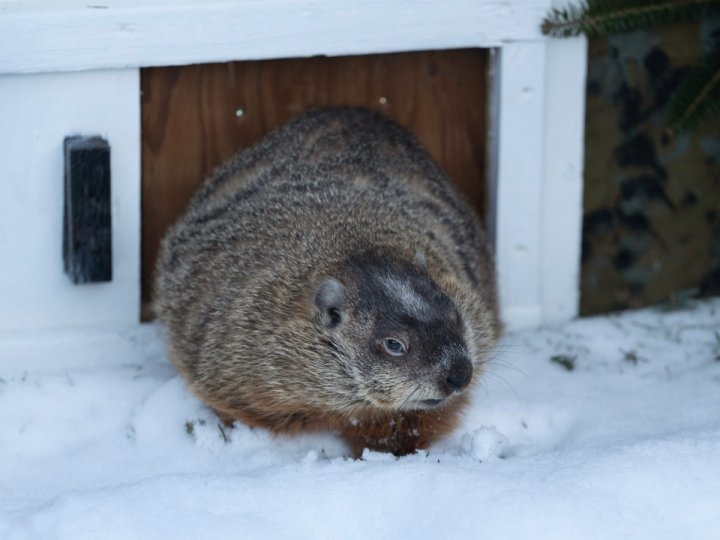 加拿大著名預言家土撥鼠在今年的土撥鼠日預測春天會提早到來