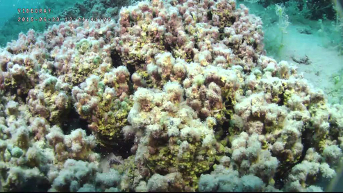 頻閃石是水底微生物將沉積物凝聚而成的鈣化生物礁。