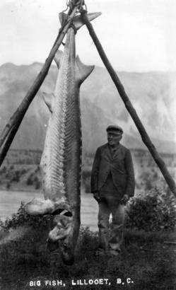 1920 年代在 Lillooet 捕獲的白鱘龍魚，現巳屬受保護魚類。(Photo from City of Vancouver Archives)