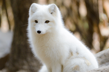 Arctic fox（北極狐）。