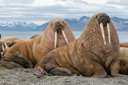 Walrus（海象）。