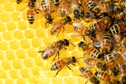 蜜蜂有 5 隻眼睛，6 隻腳，牠們飛行的速度可以高達 20mph。