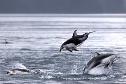 海豚喜在海面自得其樂地追逐船艇。
