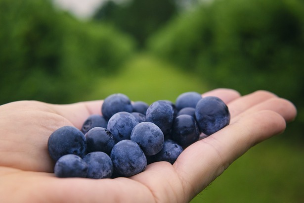 藍莓熱量極低，100 克的藍莓僅 57 卡，含有多種營養素、礦物質，以及多種具有特殊機能的植化素。 (Photo by Pixabay) 