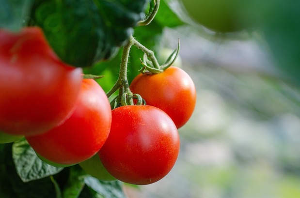 一粒小番茄有 3 大卡，含番茄紅素、維生素 C 與膳食纖維，能提供飽足感。(Photo by Pixabay)