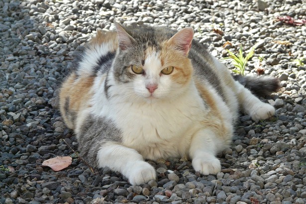 貓是沙漠哺乳動物的後裔，不需要喝太多水，排尿次數也較低，雖然非常適合在現代化環境中作為寵物，但這也是造成貓泌尿問題的一個關鍵因素，尤其肥胖的貓更易罹患膀胱炎（泌尿器官發炎）、尿結石和尿道阻塞。(Photo from Pixabay)