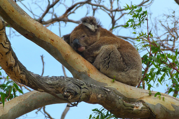 動物權益組織主張澳洲全國逐步淘汰這種「殘忍」的抱樹熊體驗。研究指出，樹熊是習慣在白天睡覺的獨居夜行動物，被人抱著會給牠們帶來很大的壓力。(Photo by Pixabay)