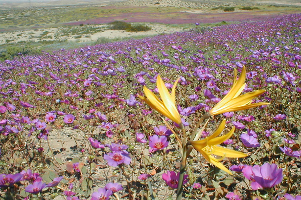 這個全球最乾燥沙漠，近日由於提早降雨，沙丘上一片紫花盛開，有些區域則是白花。(Photo by Wikipedia)