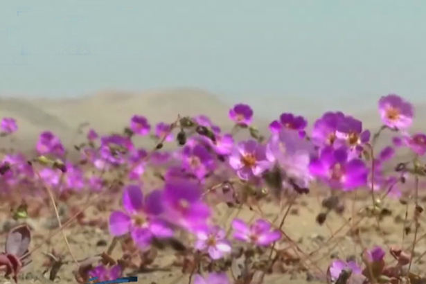 智利阿塔卡瑪沙漠罕見冬季開花。(Photo by Youtube)