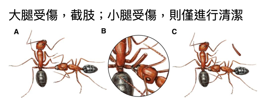 佛羅里達木匠蟻的截肢與傷口護理行為包括以下步驟：(A) 螞蟻對受傷的同伴進行傷口護理。(B) 為同伴咬斷受傷部位（截肢）。(C) 截肢後對新創傷口進行護理。