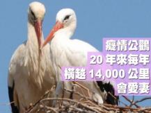 Stork couple 癡情公鸛 20 來每年橫越一萬四千里會愛妻