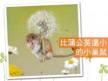 Harvest mouse 童話感滿滿的迷你巢鼠