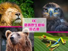 Wild animals BC 省 3 大觀賞野生動物最佳去處