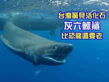 Bluntnose sixgill shark 台灣漁民捕獲罕見史前巨鯊 比恐龍還要老！