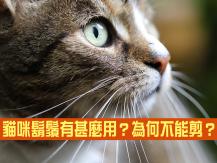 Cat whiskers 貓星人「鬍鬚不能剪又碰不得」的真相