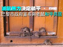 Rats 滅鼠無力 決定躺平 巴黎市政府宣布與老鼠「和平共居」