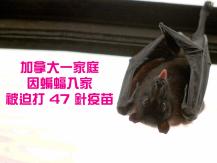 Bat 蝙蝠入侵家 全家被迫注射 47 針狂犬病疫苗