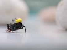Robot insect 中國研發機械昆蟲　體積小 移動快 協助災後搜救
