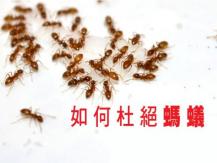 Ants 天然驅蟻大法