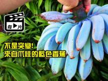 Blue Java Banana 世上罕見的藍色香蕉 竟然是這種味道！