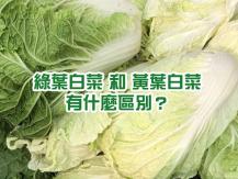 Napa cabbage 綠葉白菜和黃葉白菜有甚麼分別？ 哪種口感較佳?