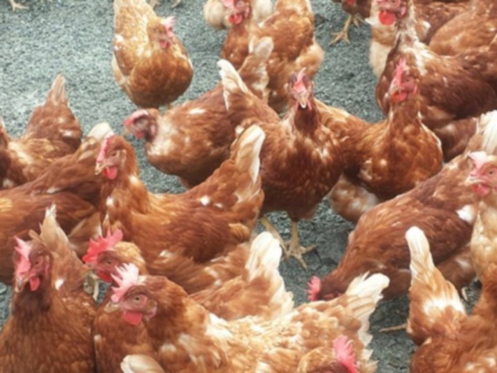 菲沙河谷養殖場爆發禽流感