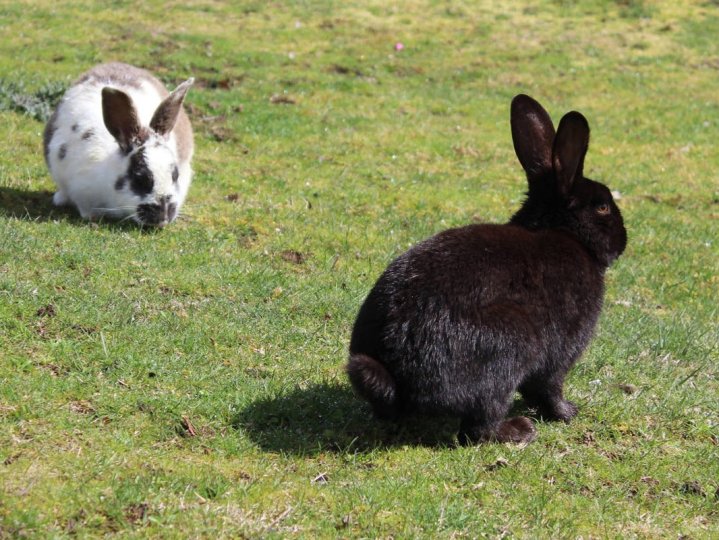 動物組織促關注野兔數量激增