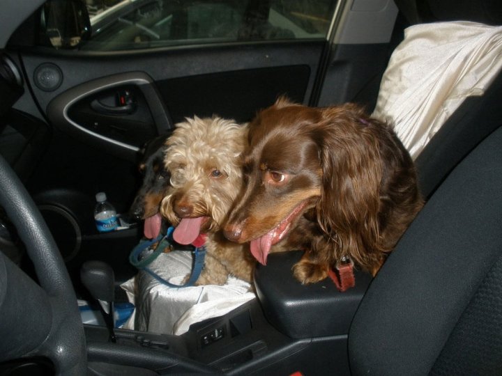 BC愛護動物協會提醒公眾勿將寵物留於炎熱車內