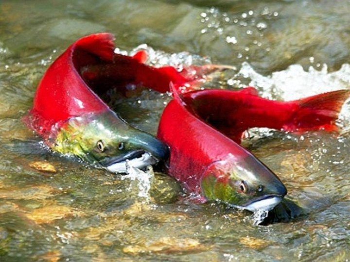 First Nations Wild Salmon Alliance呼籲總理卡尼盡快與聯盟會面